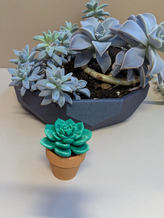 Spinny Succulent Fidget #1