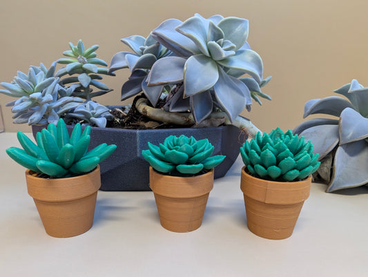 Set of 3 Spinny Succulent Fidget